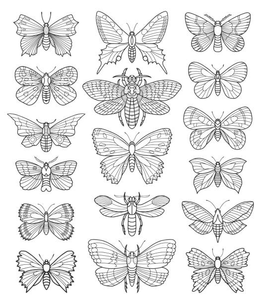 나비 벡터 낙서 세트 - fly line art insect drawing stock illustrations