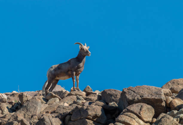 istock Desert Bighorn Sheep Ewe 1090094340