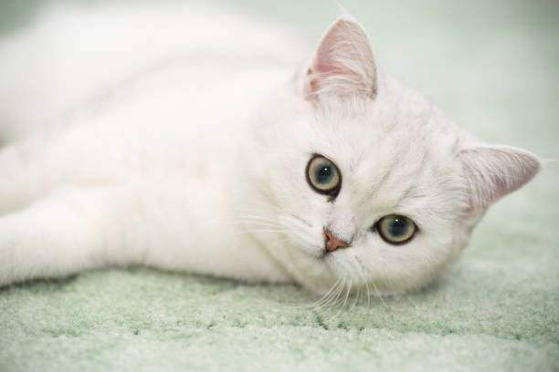 istock beautiful young cat breed Scottish chinchilla straight 1090094796