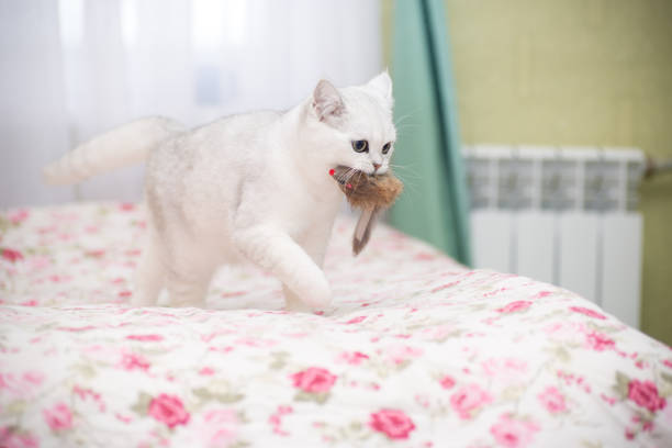 istock beautiful young cat breed Scottish chinchilla straight 1090094868