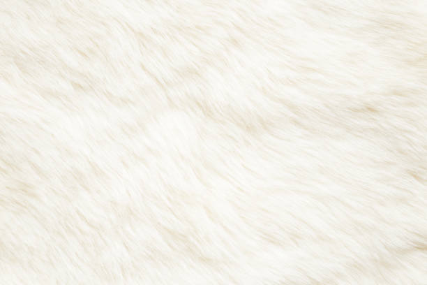 istock Light, white, furry coat background. Empty place for text, quote or sayings. Top view. Closeup. 1090096884