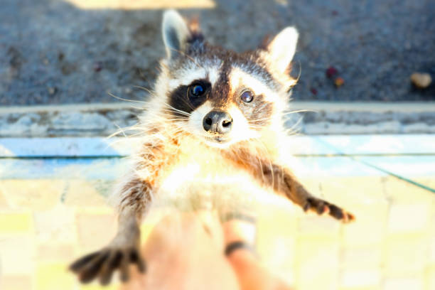 istock A sweet little racoon 1090099688