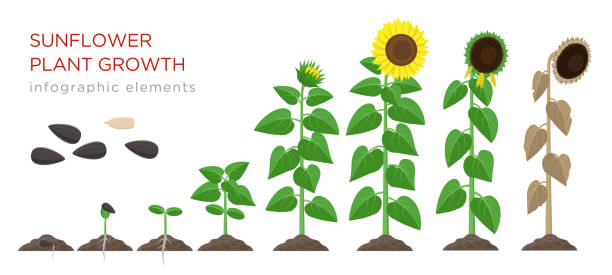 ilustrações de stock, clip art, desenhos animados e ícones de sunflower growing process vector illustration flat design. planting process of sunflowers. growth stages from seed to flowering and fruit-bearing plant with yellow flowers isolated on white background - white background flower bud stem