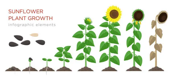 Vector illustration of Sunflower growing process vector illustration flat design. Planting process of sunflowers. Growth stages from seed to flowering and fruit-bearing plant with yellow flowers isolated on white background
