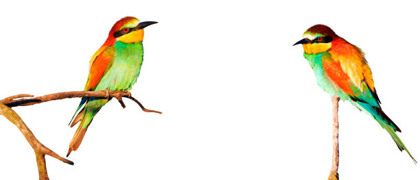 istock Two colorful birds sitting on the branches isolated on a white background 1090101590