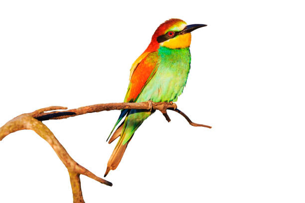 istock beautiful bird on a branch with colored feathers isolated by a white background 1090101592