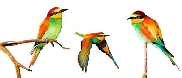 istock set of colored birds isolated on a white background 1090101608