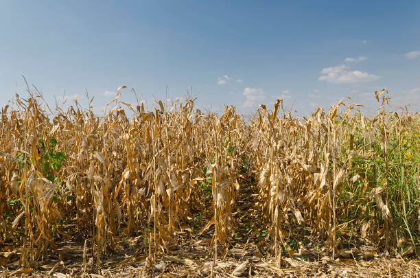 istock Golden corn field in the eastern Bulgaria 1090101712