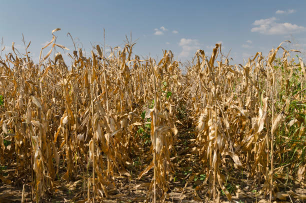 istock Golden corn field in the eastern Bulgaria 1090101724