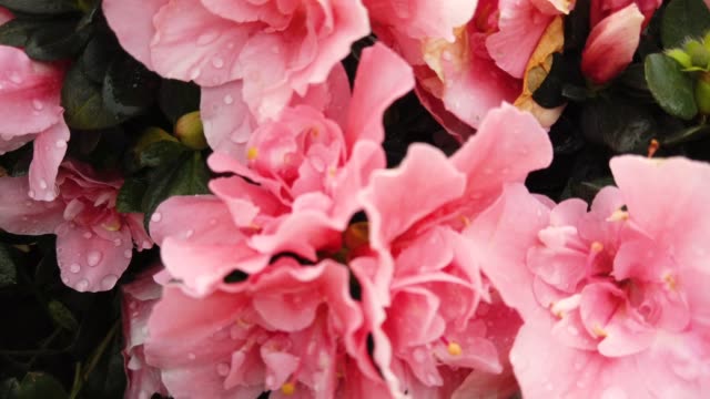 Big pink azalea flower bloom in garden at macau. Azaleas are shade tolerant flowering shrubs in genus Rhododendron.