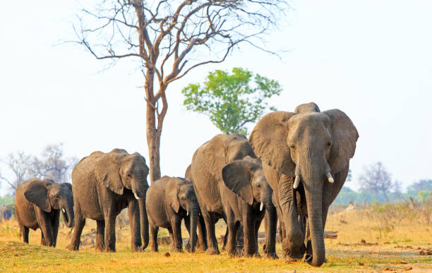 линия африканских слонов выходит из куста, идя прямо к камере - safari animals arid climate animal mammal стоковые фото и изображения