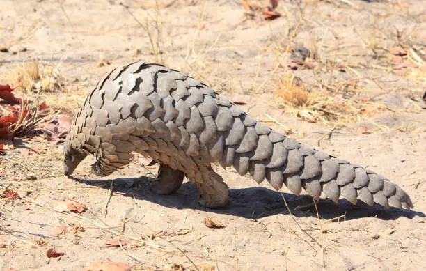 Critically endangered Pangolin walking on the dry arid floor of the african bush in Hwange National Park, Zimbabwe