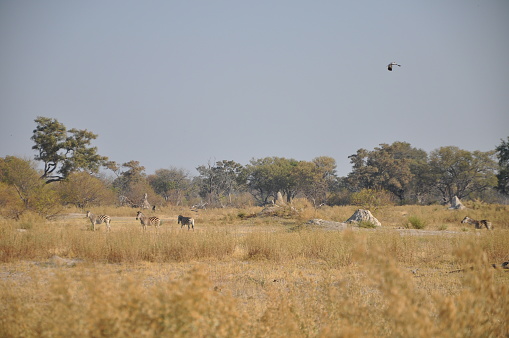 Bright landscape view of Okavango Delta, Botswana