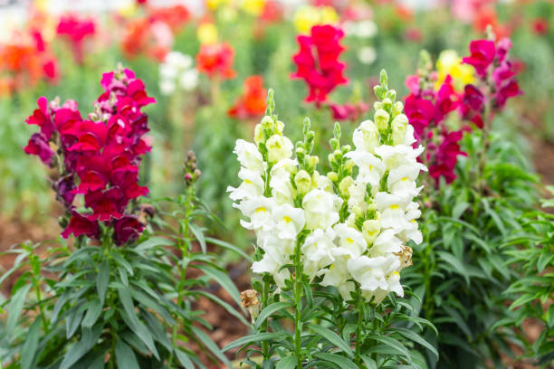 istock Antirrhinum flowers in garden. 1090112204