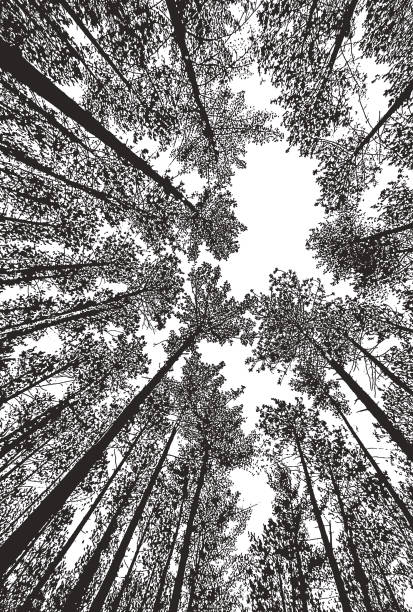 Looking up at pine forest with fisheye lens Stipple illustration Looking up at pine forest with fisheye lens minnesota illustrations stock illustrations
