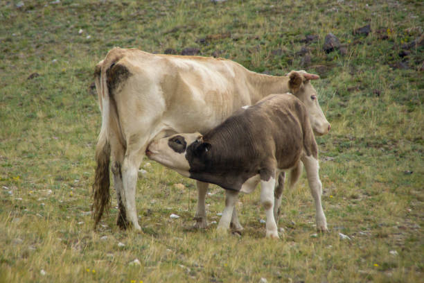 istock Calf suckling on its mother 1090112846