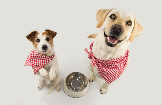 TWO DOGS BEGGING FOOD. LABRADOR AND JACK RUSSELL WAITING FOR EAT WITH A EMPTY BOWL. STANDING ON TWO LEGS. DRESSED WITH RED CHECKERED NAPKING NECK BANDANA. ISOLATED SHOT AGAINST WHITE BACKGROUND.