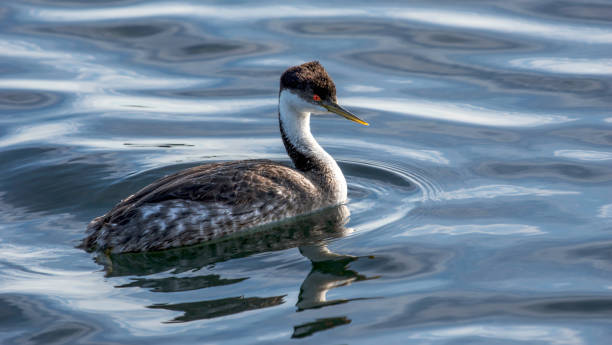 istock Western Grebe Fishing in Lagoon 1090115942