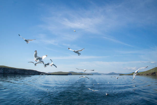 istock Seagulls of lake Baikal 1090116882