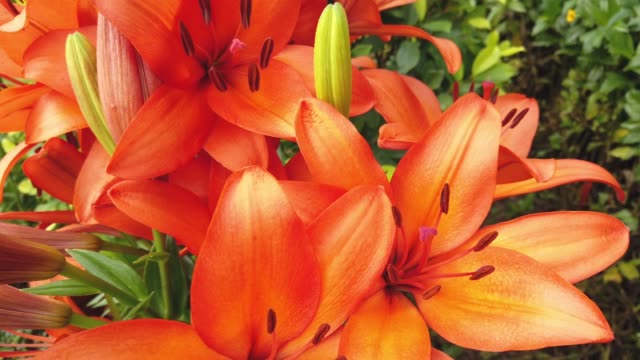 Orange Lilly flower bloom in garden.