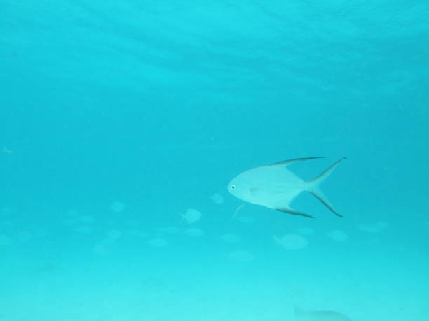 istock Mexico Cozumel Summer Under water Malinelife Pompano 1090118014