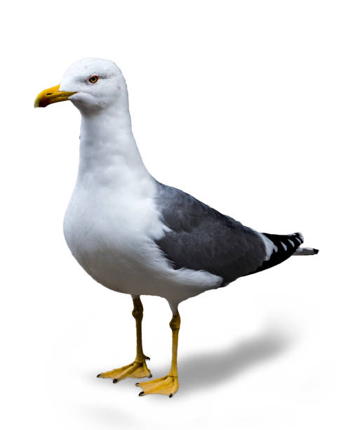 istock Seagull isolated, background color black 1090118040