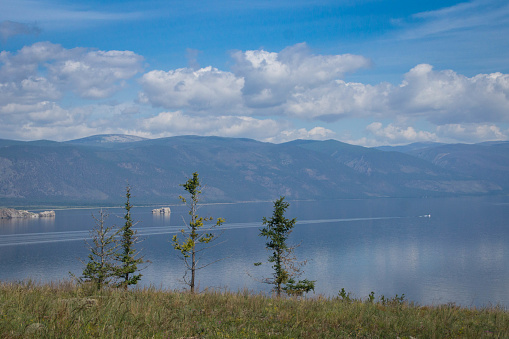 Larch trees on Ogoy island, lake Baikal. Siberia, Russia.