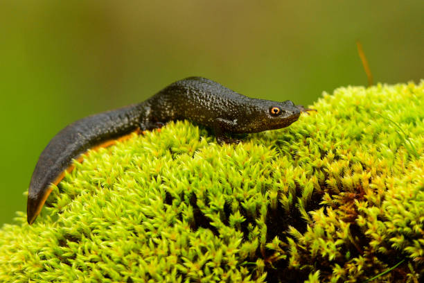 Beautiful backgrounds with amphibians and reptiles in their natural habitat