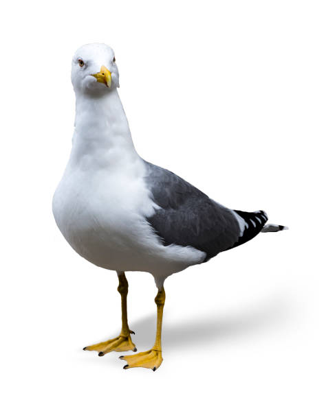 istock Seagull isolated, background color black 1090119206