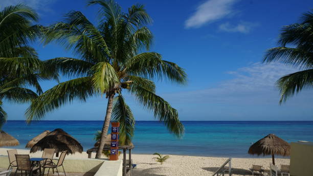 istock Mexico Cozumel Summer Beach and Palm Tree 1090121686