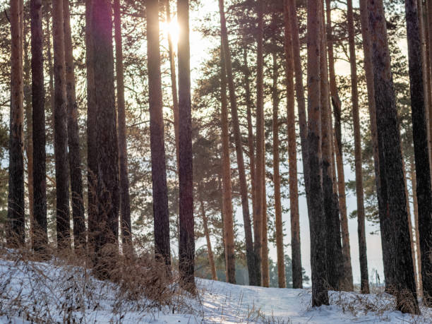 istock Sun through the pines in winter forest 1090121706
