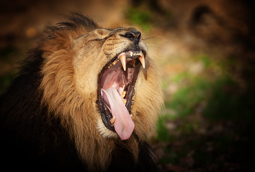 Portrait of a yawning  asiatic lion.