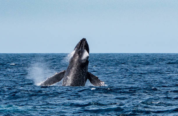 istock Humpback Whale breaching in Sea of Cortez, Mexico 1090121944