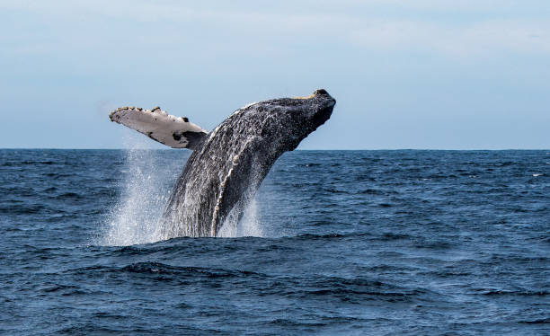 Humpback Whale breaching in Sea of Cortez, Mexico A humpback whale leaping, or breaching, out of the Sea of Cortez (Gulf of California) , Mexico, spraying water as it does so baja california peninsula stock pictures, royalty-free photos & images