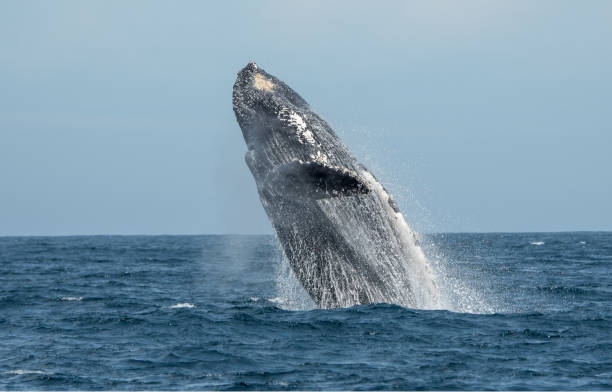 istock Humpback Whale breaching in Sea of Cortez, Mexico 1090121992