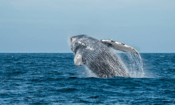 istock Humpback Whale breaching in Sea of Cortez, Mexico 1090122030