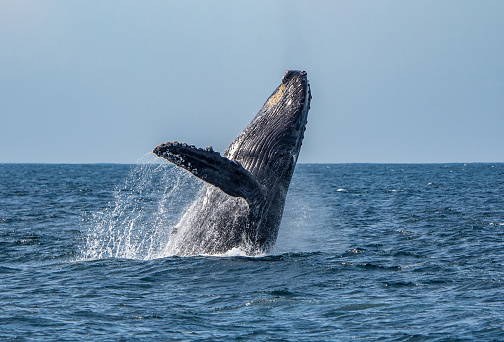 A humpback whale leaping, or breaching, out of the Sea of Cortez (Gulf of California) , Mexico, spraying water as it does so