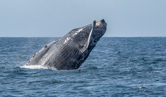 A humpback whale leaping, or breaching, out of the Sea of Cortez (Gulf of California) , Mexico, spraying water as it does so