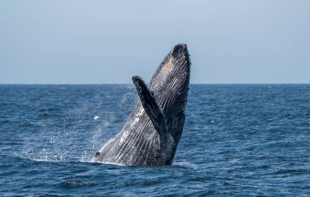 istock Humpback Whale breaching in Sea of Cortez, Mexico 1090122152