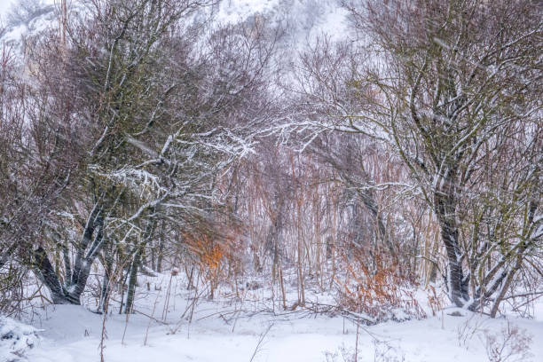 istock Snowy trees during the snowstorm 1090122420