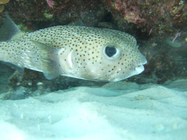 istock Mexico Cozumel Summer Under water Malinelife Puffer Fish 1090123680