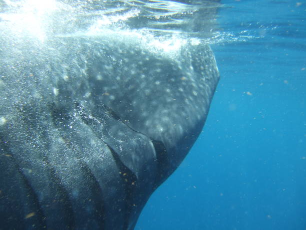 istock Mexico Cozumel Summer Whale shark Tour 1090126650