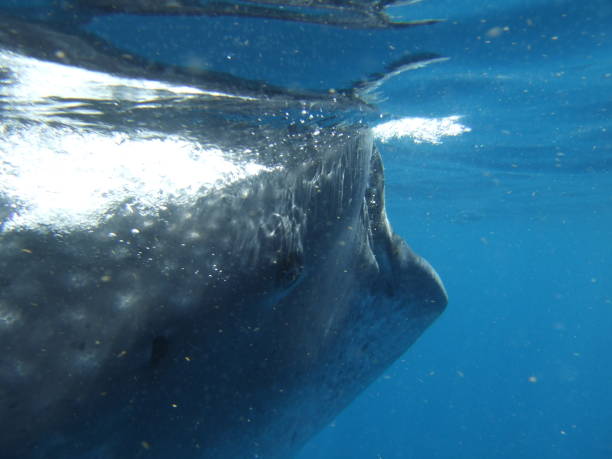 istock Mexico Cozumel Summer Whale shark Tour 1090126654