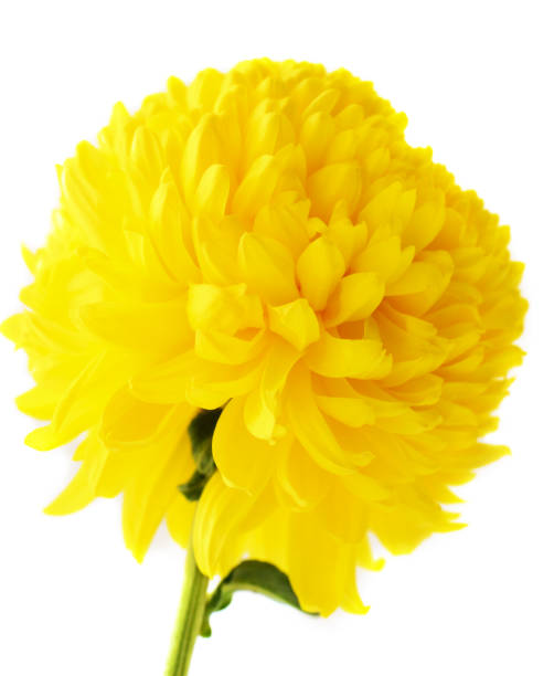 istock Flower of chrysanthemum 1090127390