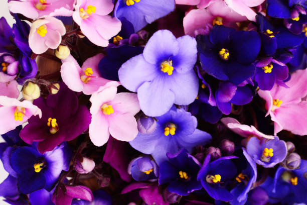 Violets beautiful flowers, background. Saintpaulia (African violets), background. african violet stock pictures, royalty-free photos & images