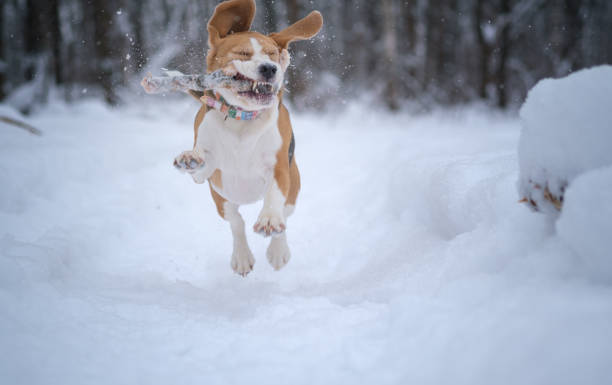istock Beagle dog runs and plays in a fabulous snow-covered Park 1090129160