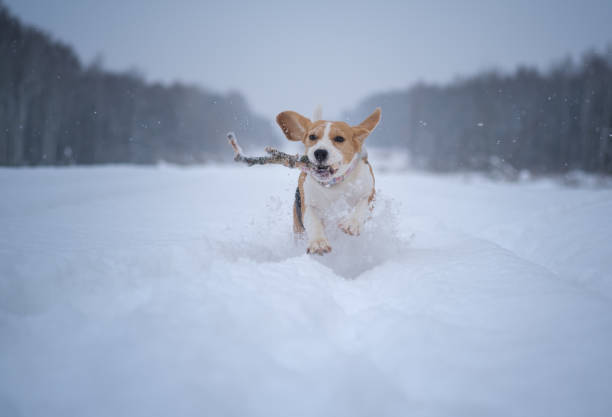istock Beagle dog runs and plays in a fabulous snow-covered Park 1090129164
