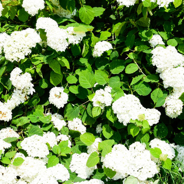 Flowers of a buldenezh