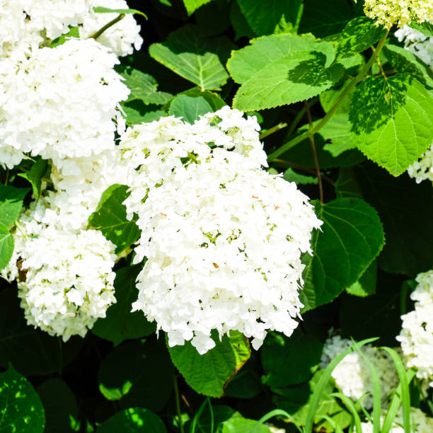 istock Flowers of a buldenezh 1090131720