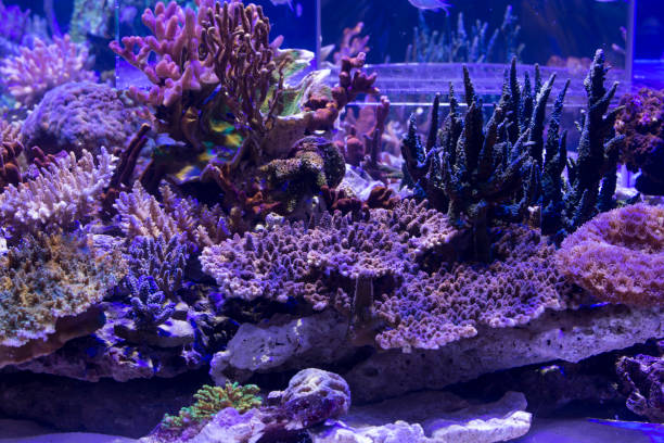 istock A beautiful coral reef aquarium 1090134348